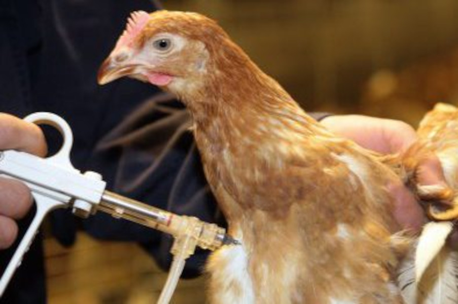vacuna aviar